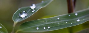 water drops on leaves